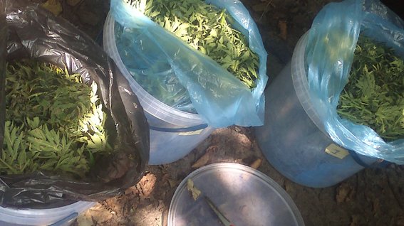 На Рівненщині  вилучили понад 10 кг марихуани та виявили плантації коноплі (+ ФОТО) (фото) - фото 1