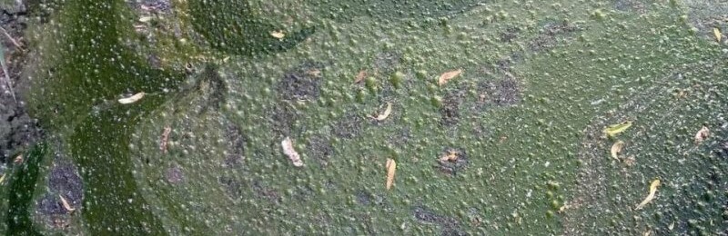 Водойма «цвіте»: на Басовому Куті знову позеленіла вода