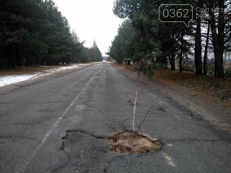 Водії з Рівненщини посадили дерево посеред глибокої вибоїни..., фото-1 Водії з Рівненщини посадили дерево посеред глибокої вибоїни. Оригінальне нагадування "дорожникам" про потребу негайного ремонту , фото-1