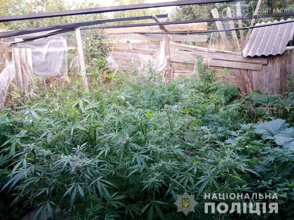 На Рівненщині полісмени натрапили на посів конопель (ФОТО), фото-1 На Рівненщині полісмени натрапили на посів конопель (ФОТО), фото-1