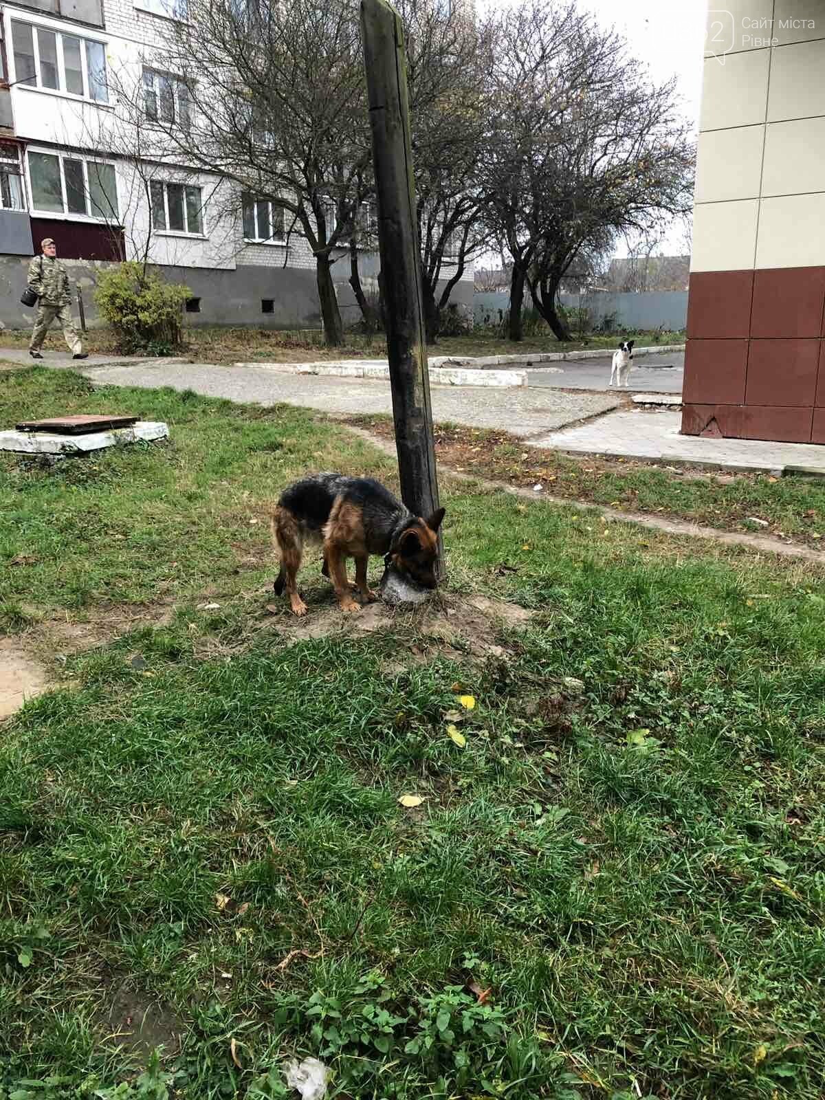 У Рівному підліток жорстоко поводиться з власним собакою (Ф..., фото-2 У Рівному підліток жорстоко поводиться з власним собакою (ФОТО) , фото-2