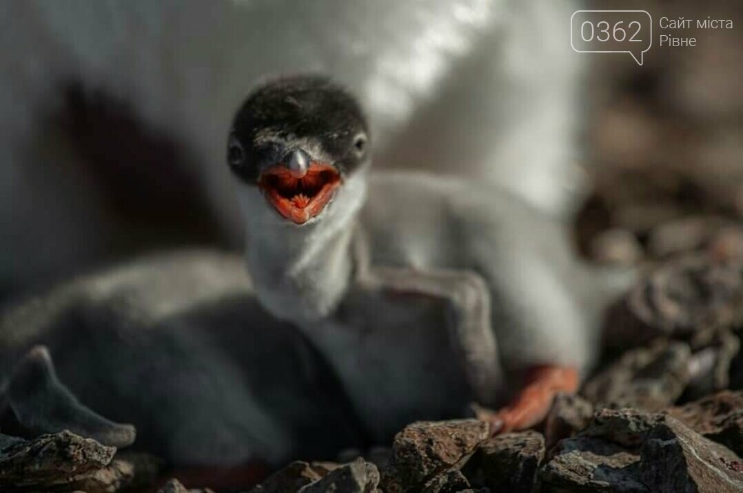 Українські полярники показали фото маленьких пінгвінят