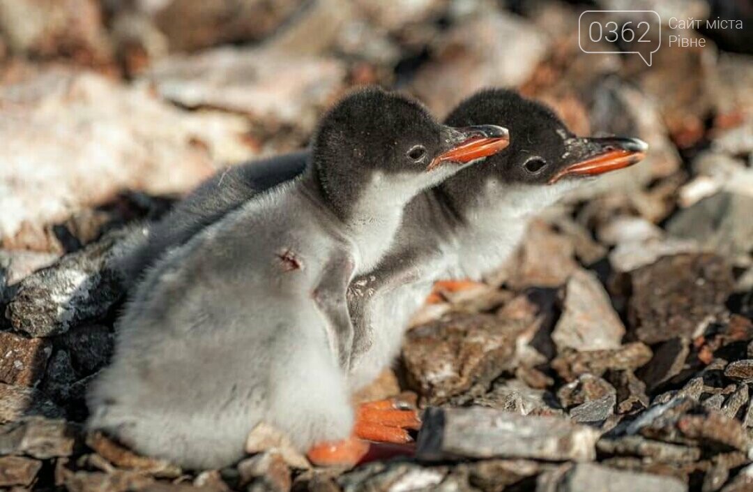 Українські полярники показали фото маленьких пінгвінят