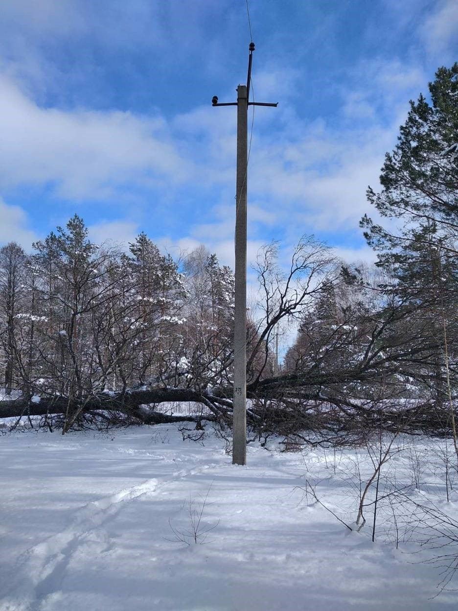 На Рокитнівщині невідомі, незаконно зрубуючи дерева, залишили місцевих мешканців без світла