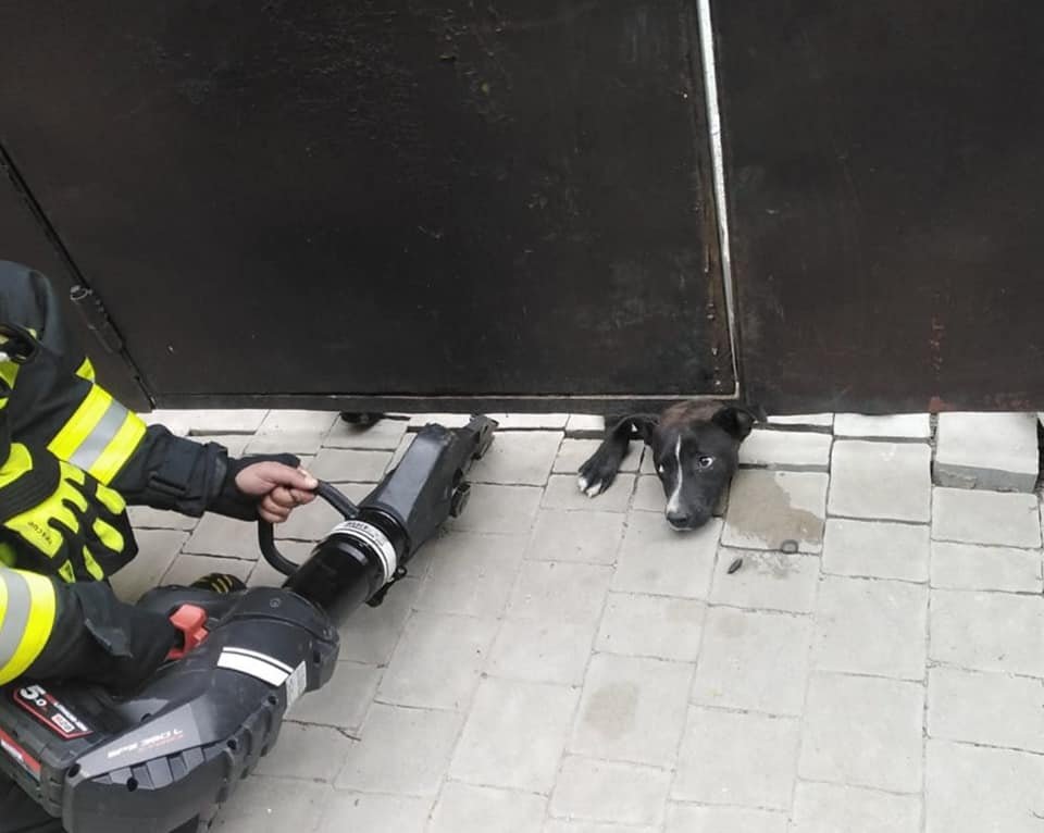 У Рівному пес застряг під металевою огорожею: діставали чотирилапого рятувальники, фото-3