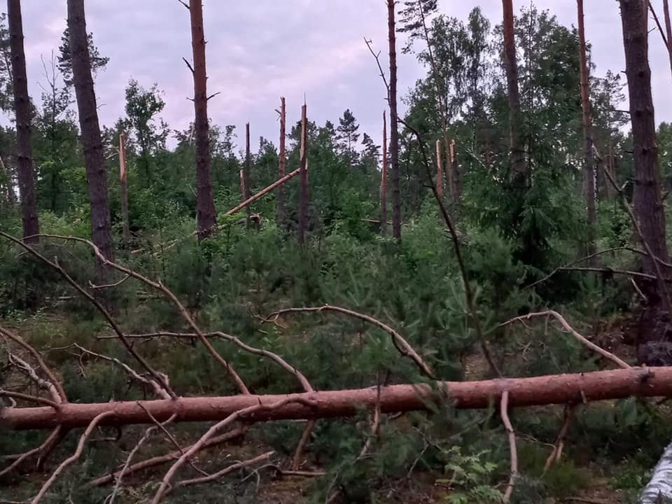 Більше восьми тисяч гектарів лісу пошкодила негода на Рівненщині