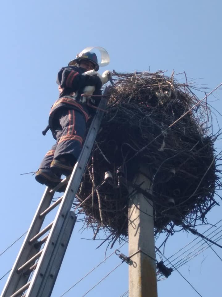 У Рокитному лелеченя випало з гнізда: на порятунок прийшли вогнеборці, фото-2