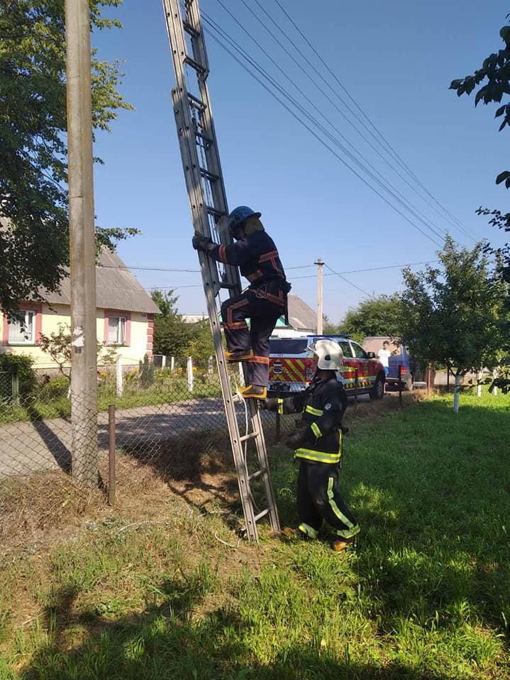 У Рокитному лелеченя випало з гнізда: на порятунок прийшли вогнеборці, фото-4