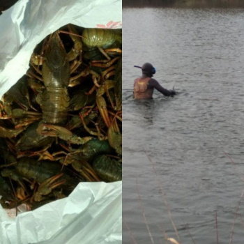 На Басівкутському водосховищі рибоохоронці упіймали чоловіка, який ловив раків у гідрокостюмі