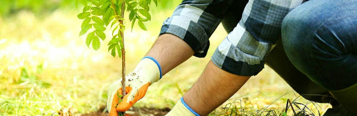 Рівненські лісівники перевиконали план висадки лісових культур цієї весни 