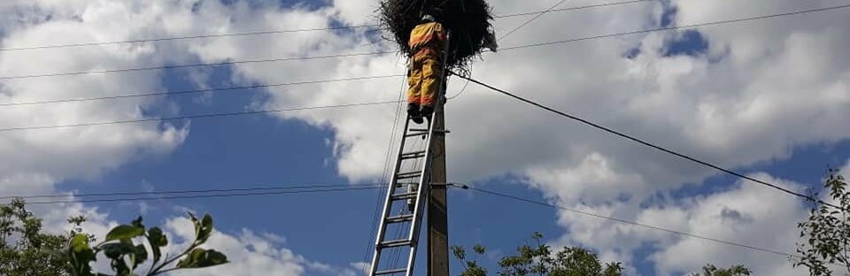 Лелеченя, яке випало із гнізда на Рівненщині, повернули мамі рятувальники