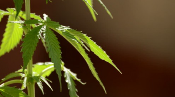 семена марихуаны от Hohland Seeds