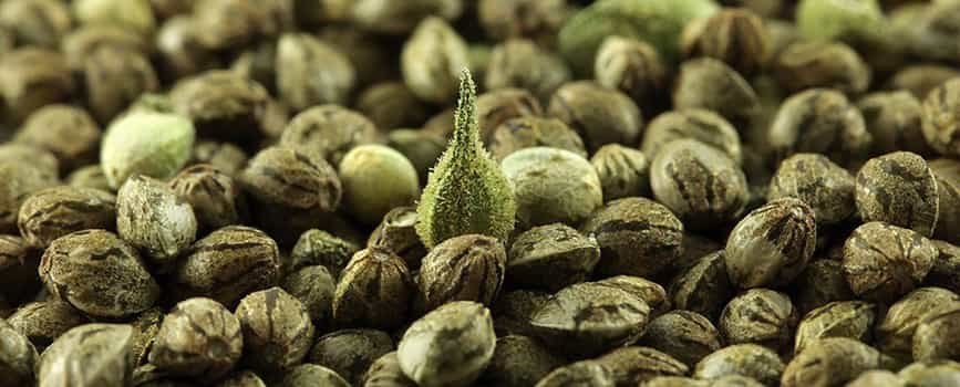 конопляне насіння від rastaman-seeds